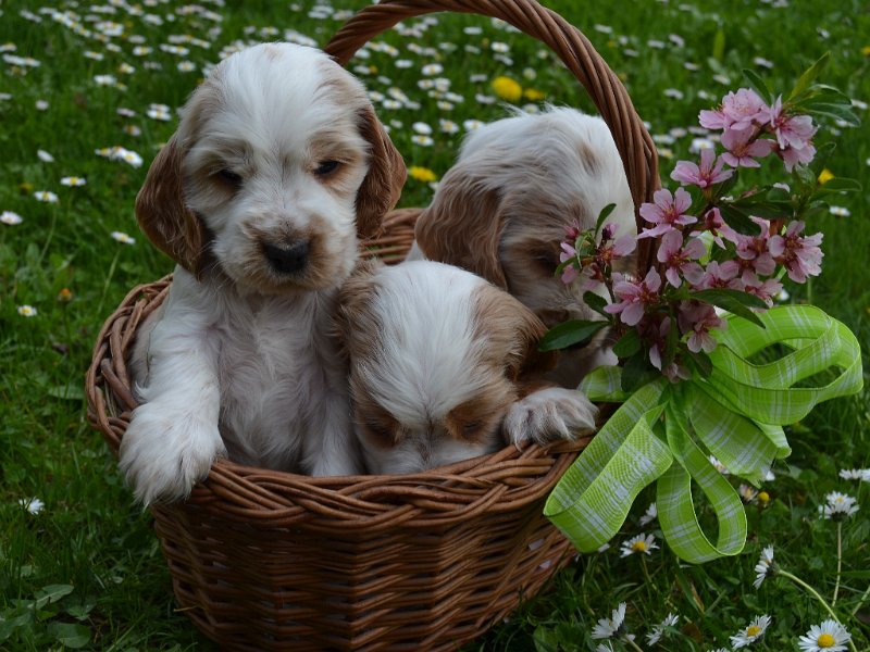 37 - Luke, Lola, Leo.JPG